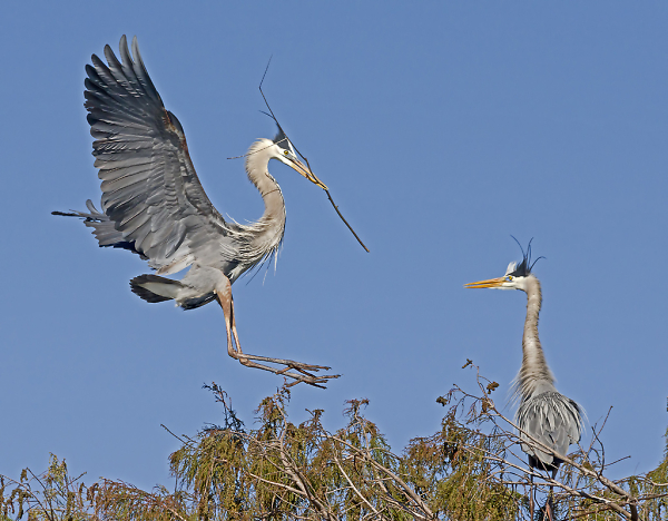 Great Blue Landing
