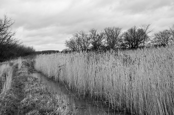 Grey day