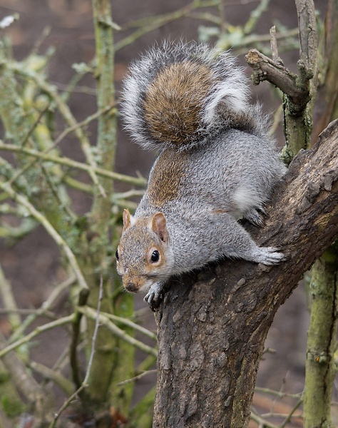 Grey Squirrel