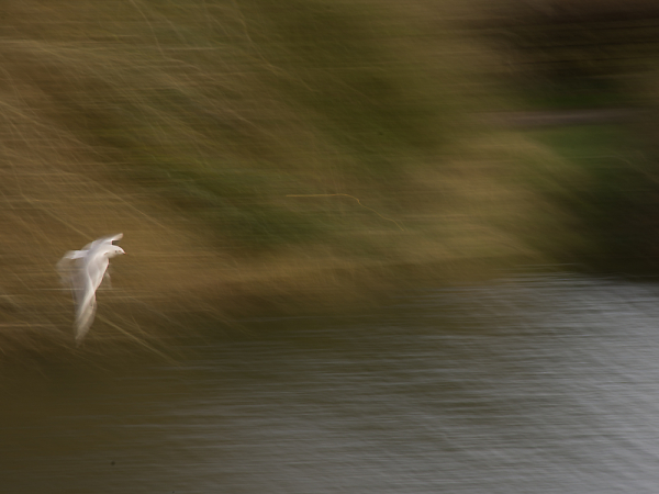 gull on the wing