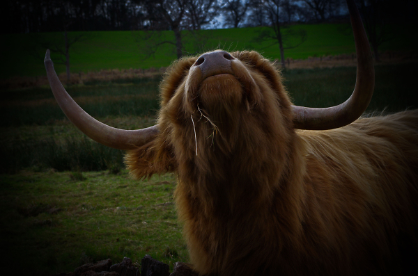 Highland Cow