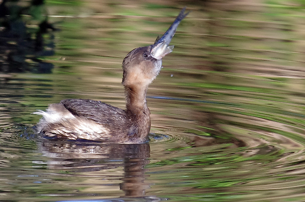 Little grebe, slightly bigger fish...
