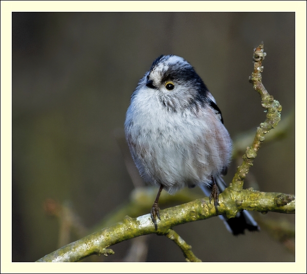 Long Tailed Tit