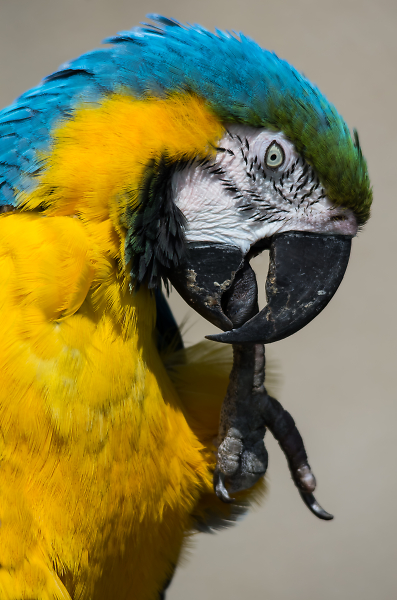 Macaw with an Itch