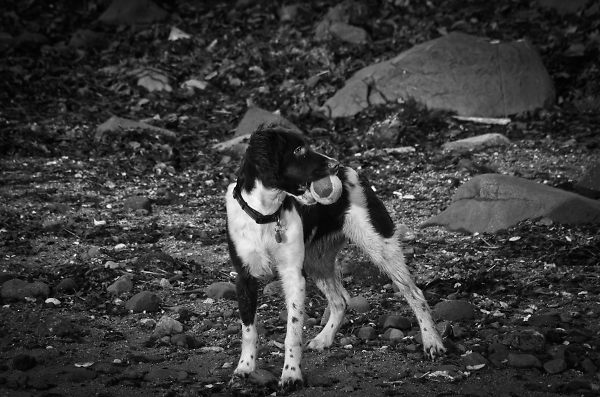 Mans best friend