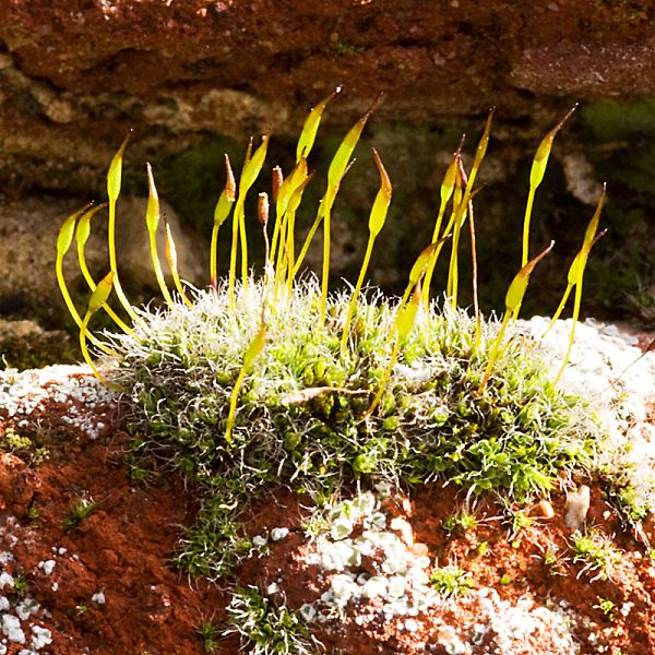 Moss on wall