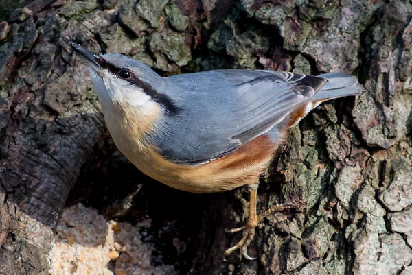 Nuthatch