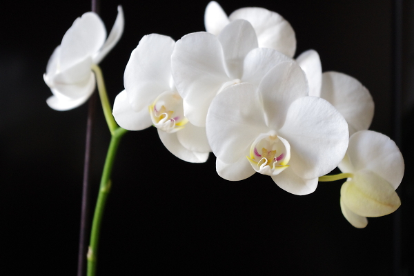 orchid - Our Kid?