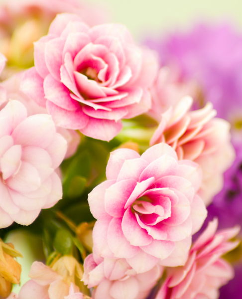 Pastel-like Flowers