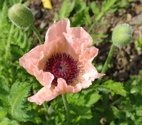 Pink Poppy