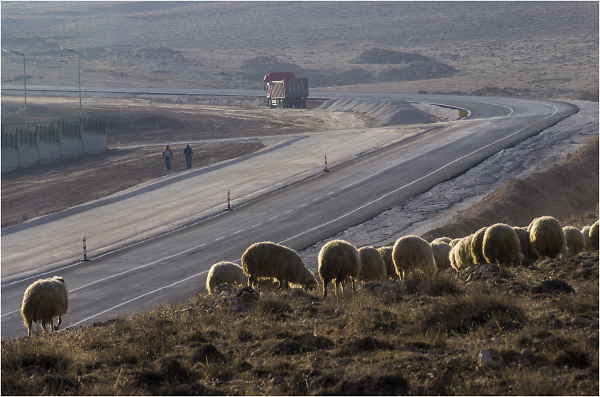 Road Construction and Sheep