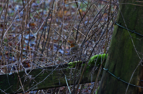Robin