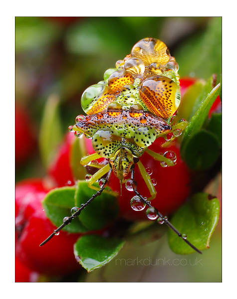 Shield bug