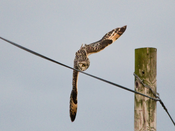 Short Eared Owl