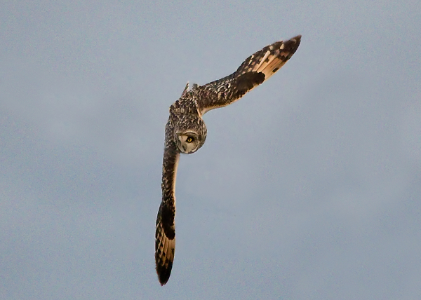 Short Eared Owl