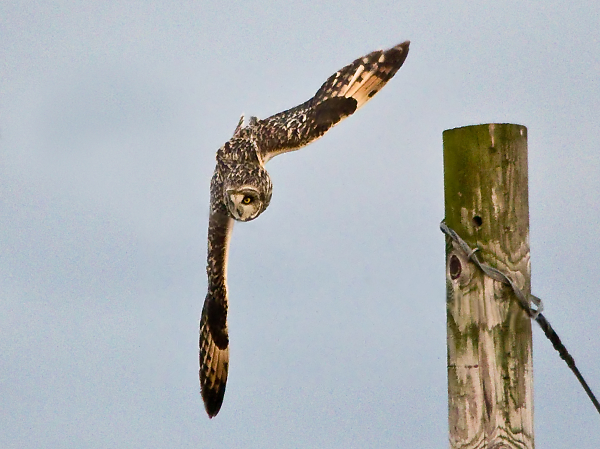 Short Eared Owl