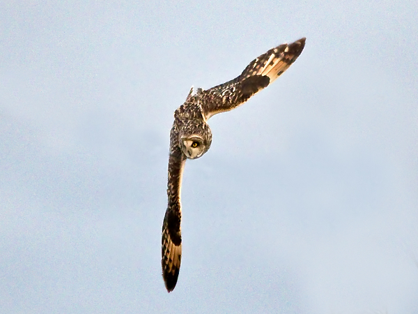 Short Eared Owl