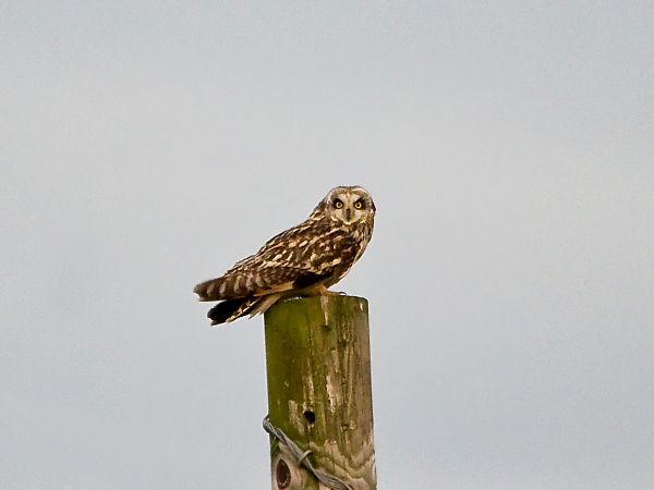 Short Eared Owl