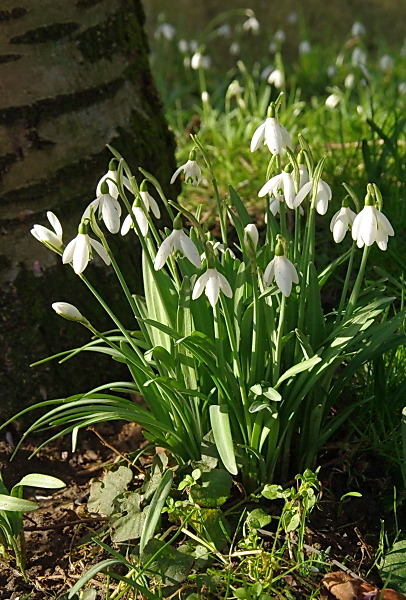Snowdrops in the rain