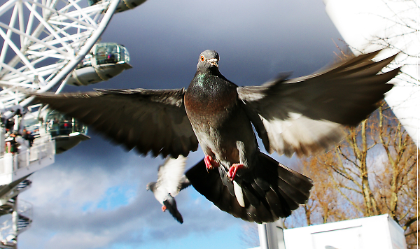 South Bank Pigeons