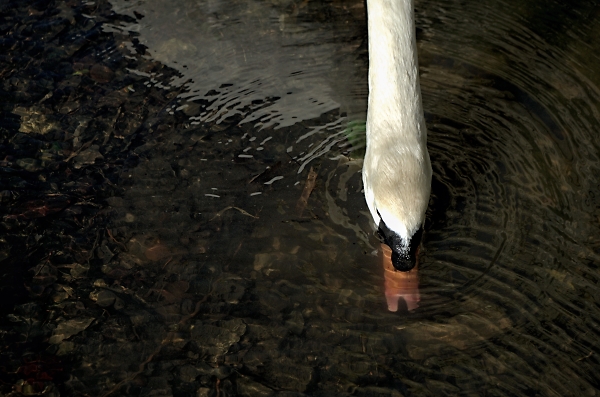 Swan Dive