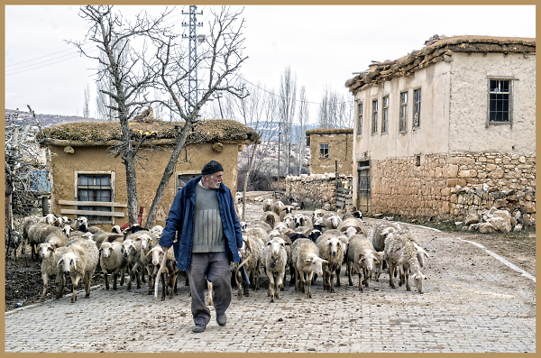 The Return of the Flock