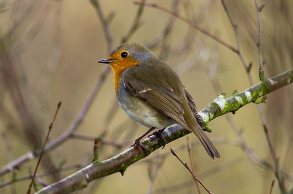 Token Robin Shot