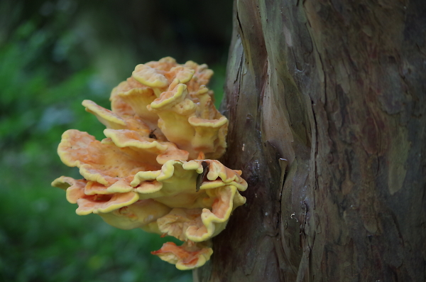 tree fungi
