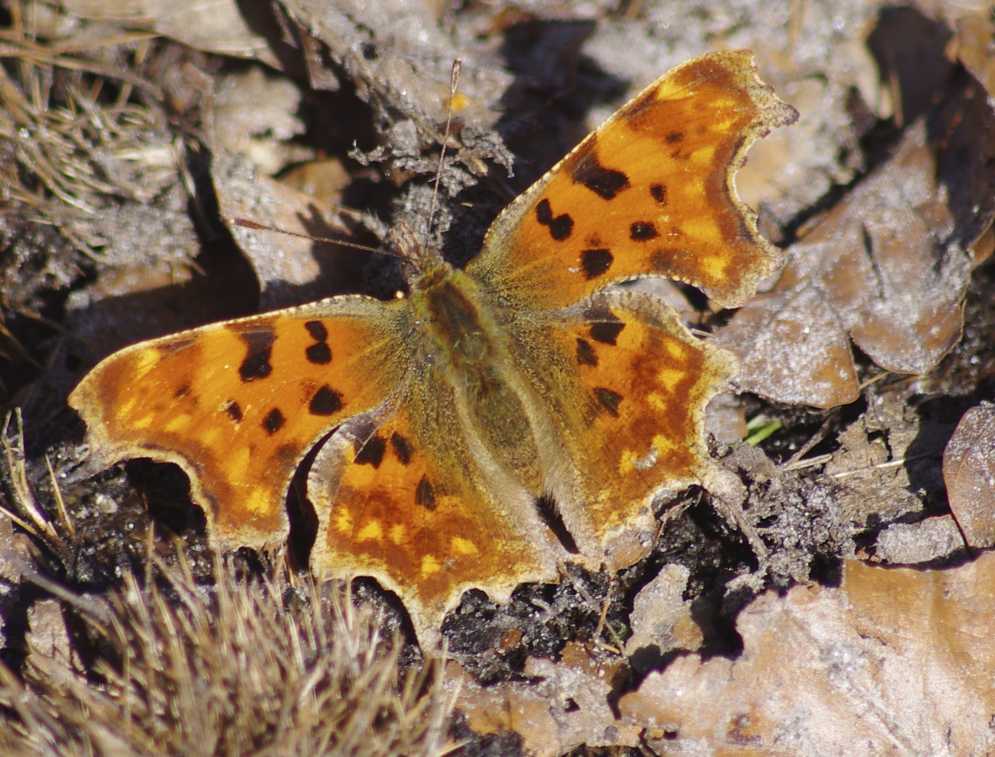 comma