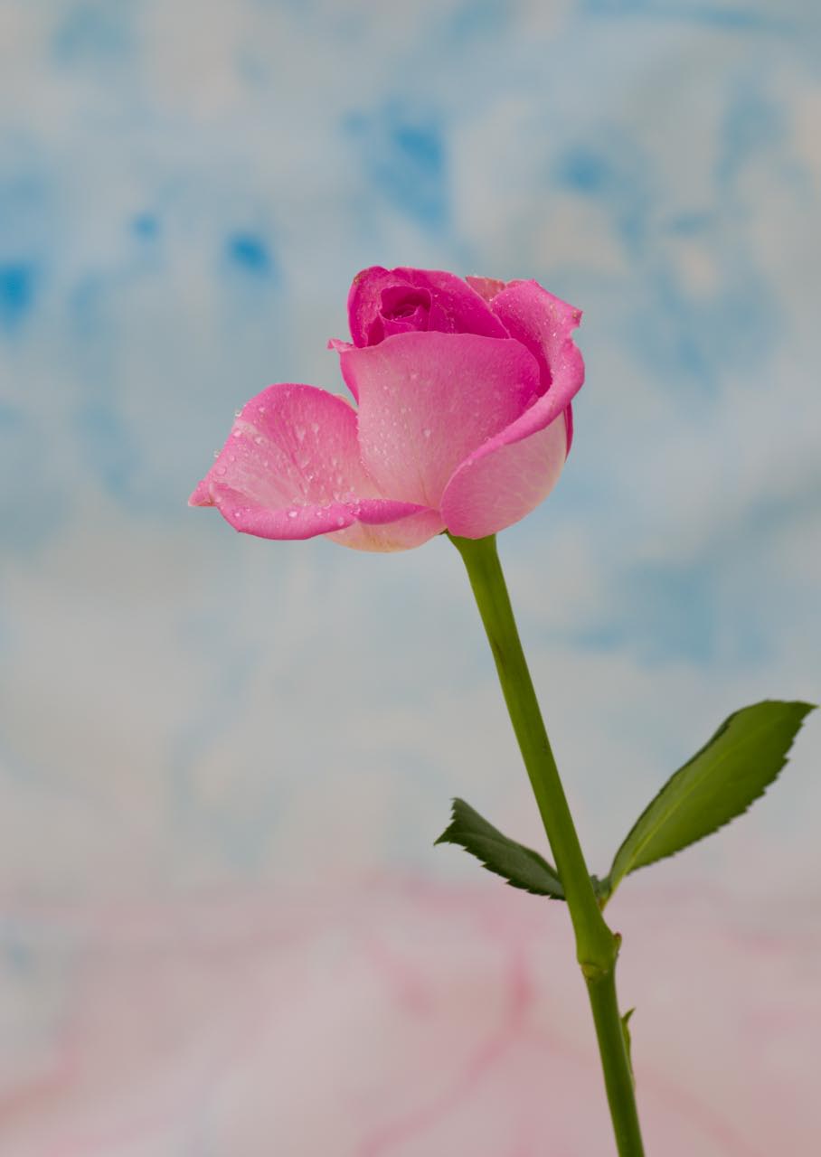 Pink Rose