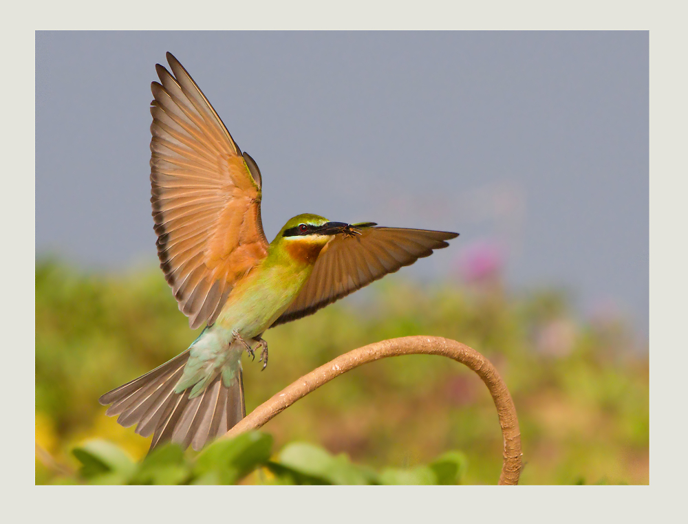 Blue-tailed Bee-eater