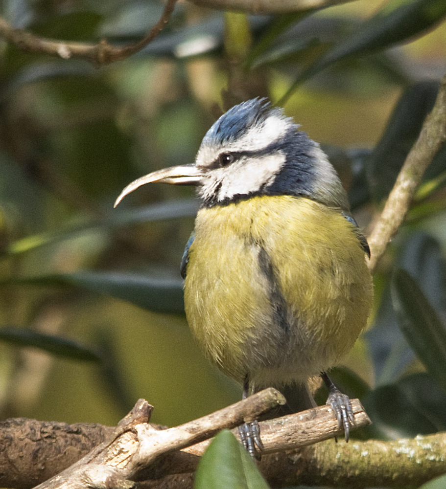 Blue Tit