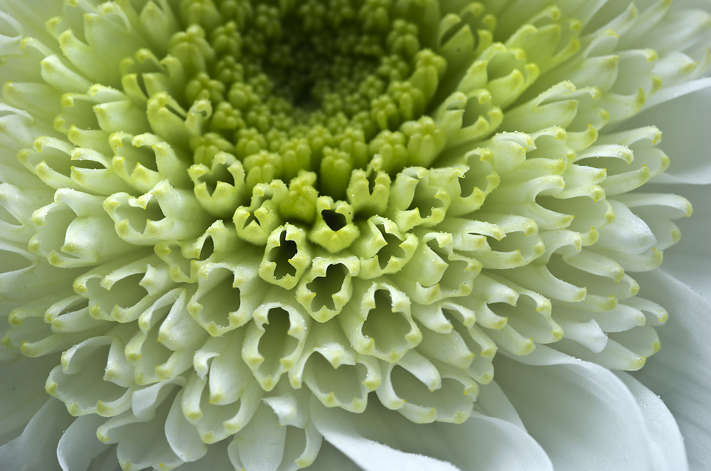Chrysanthemum