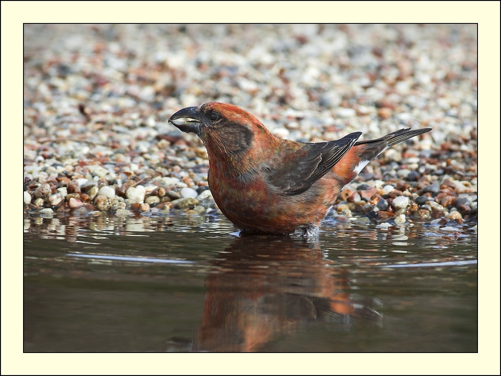 Crossbills