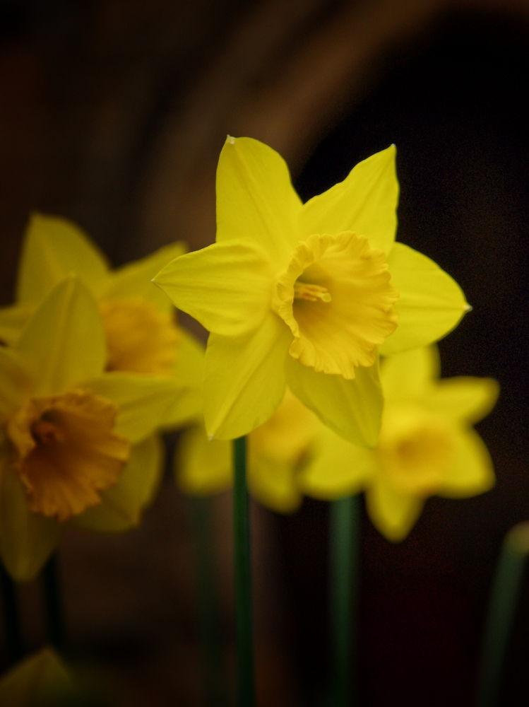 Daffodils