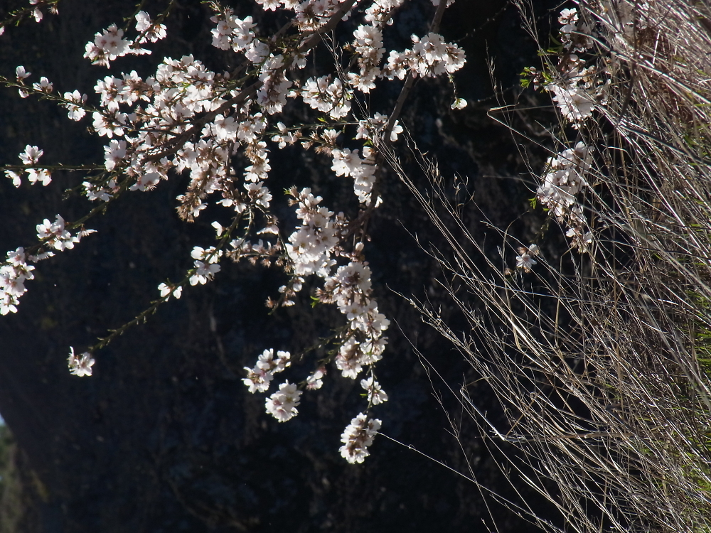 Early Blossom