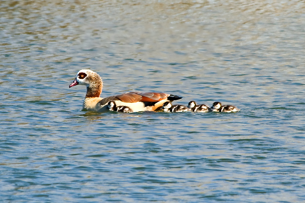 Egyptian Goose and Chicks