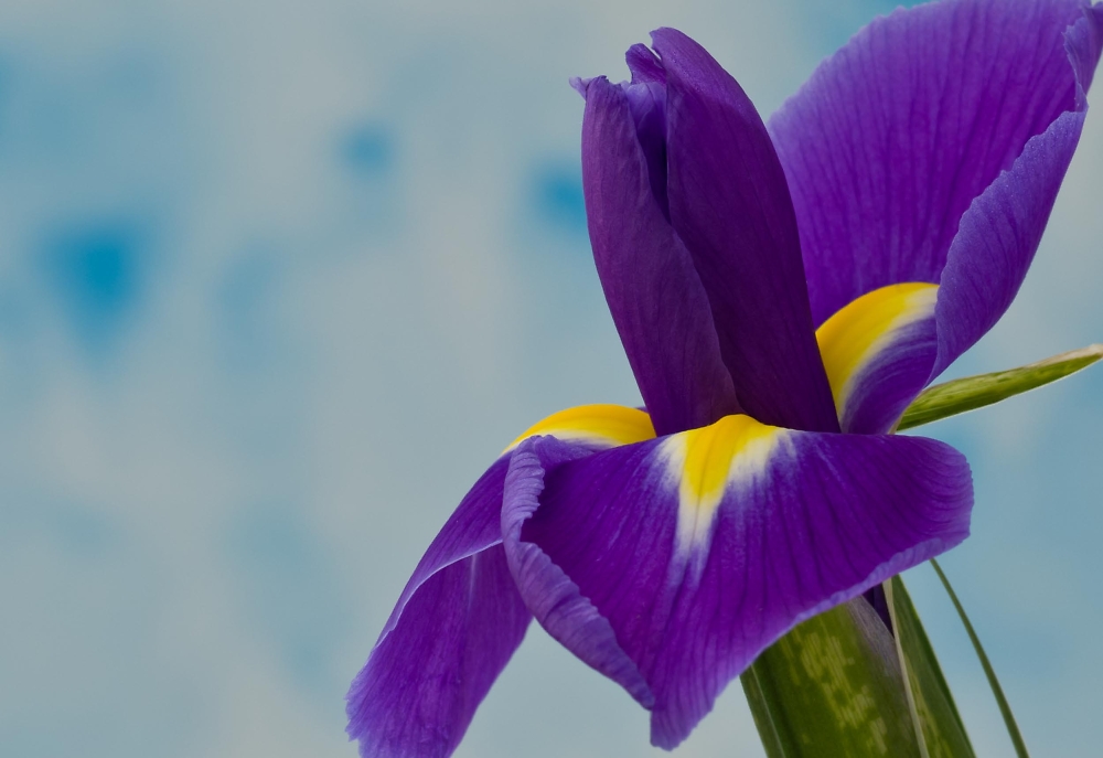 Iris