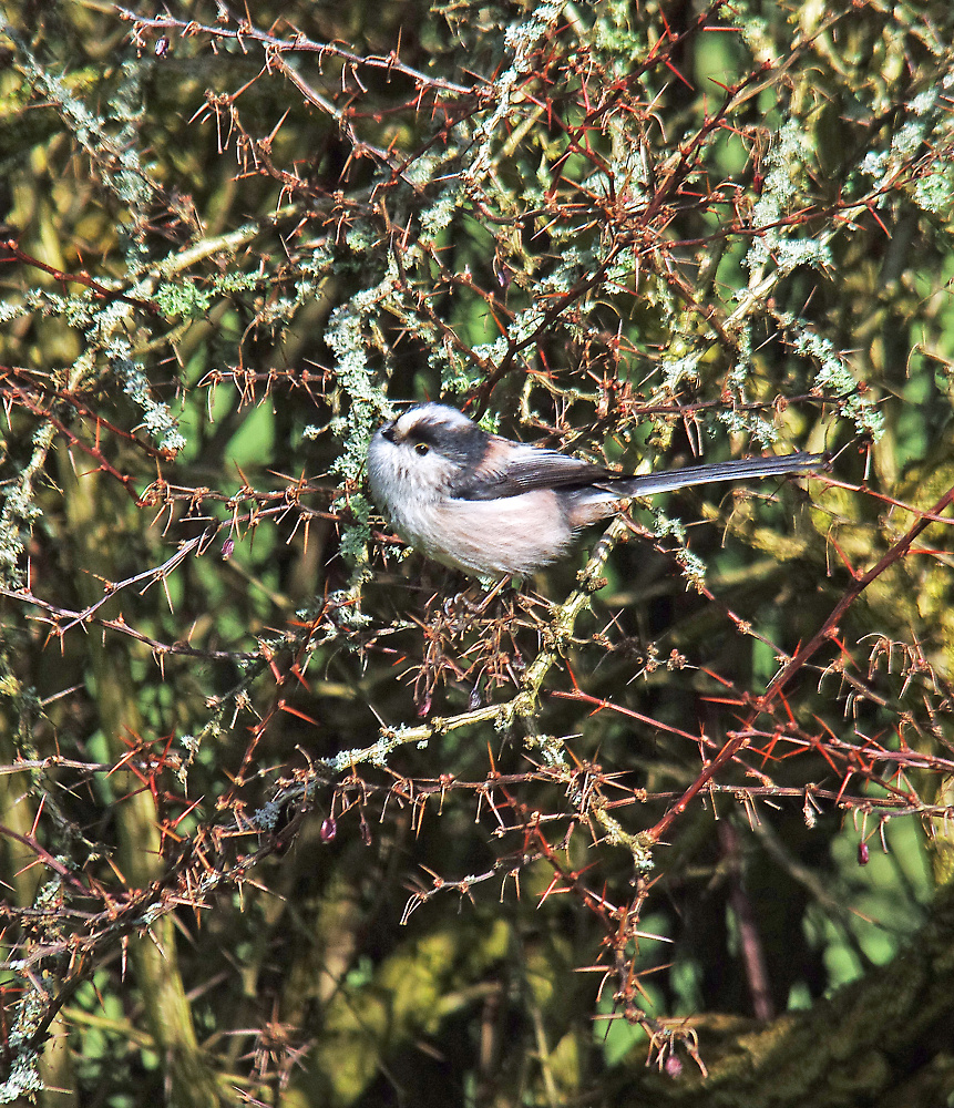 Long Tailed Tit