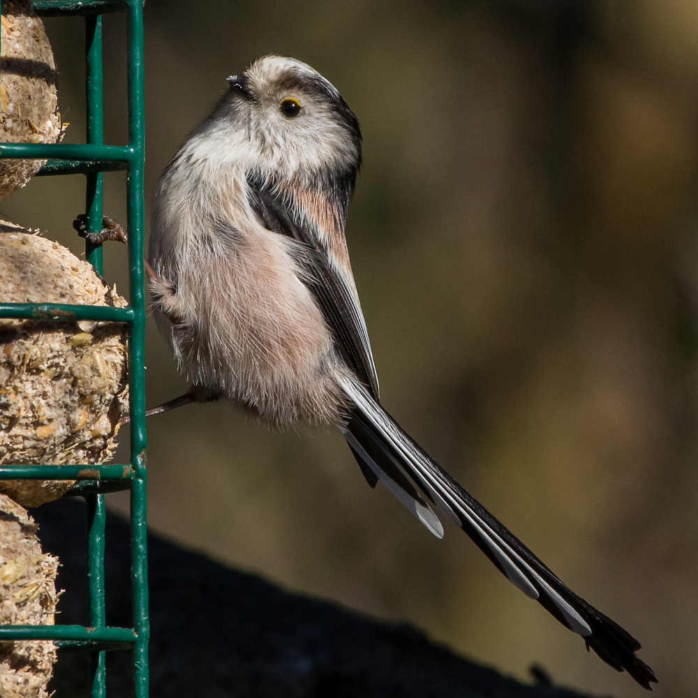 Long-tailed Tit