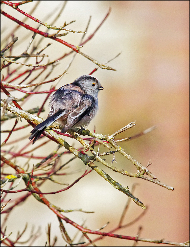 LTT
