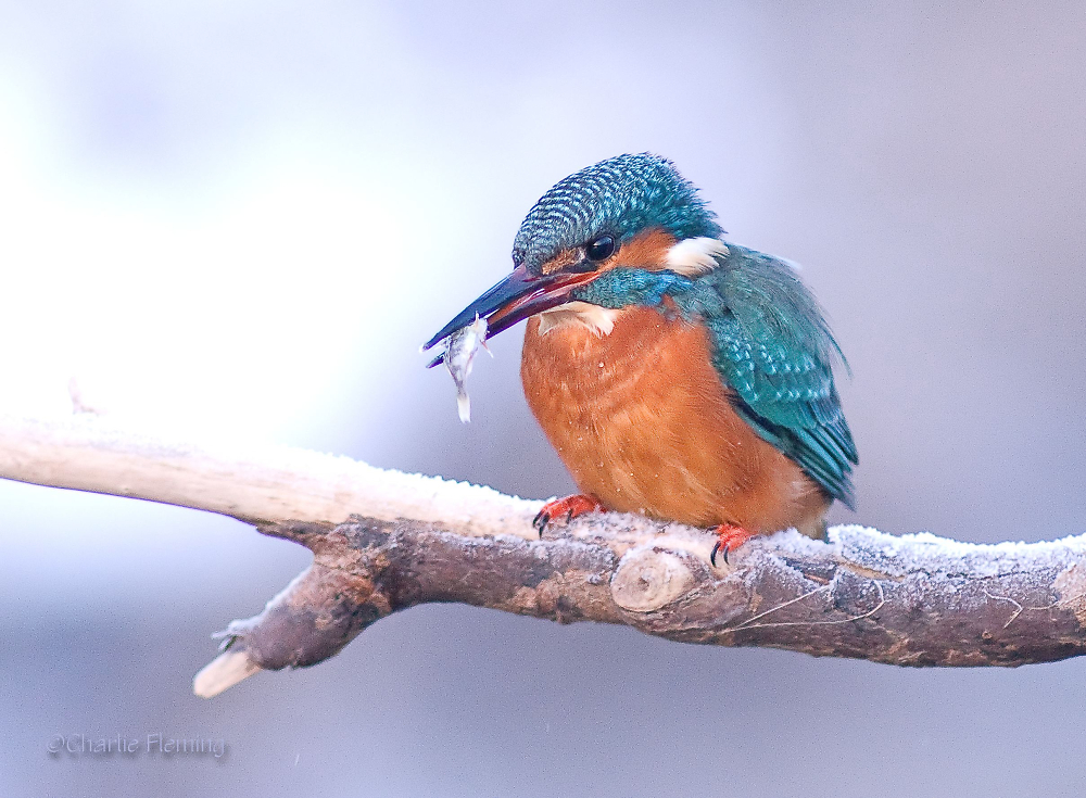 One of my favourite Kingfisher shots