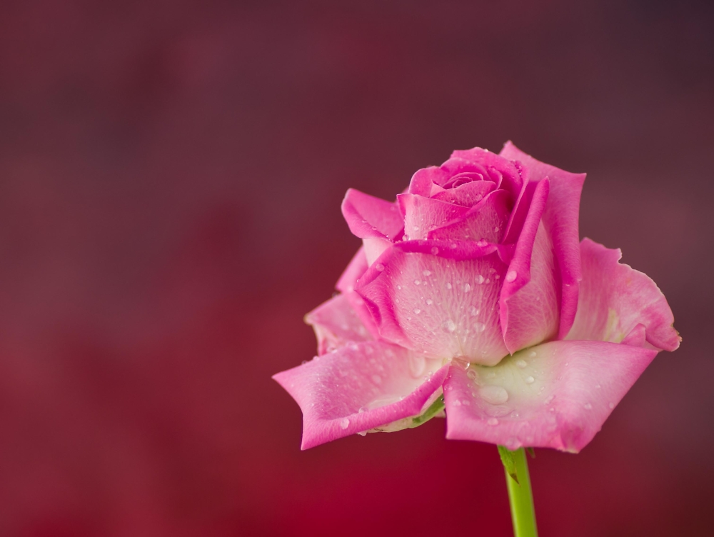 Pink Rose 2