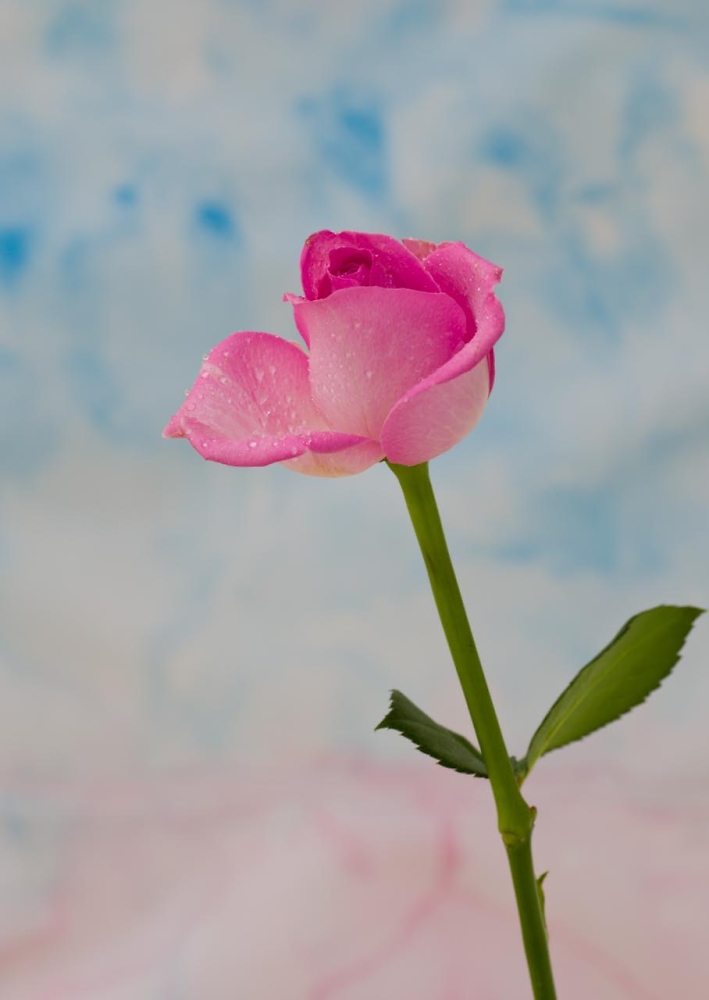 Pink Rose