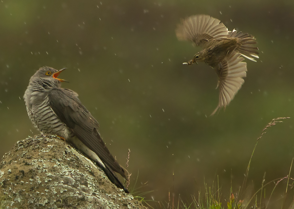 Pipit and Cuckoo