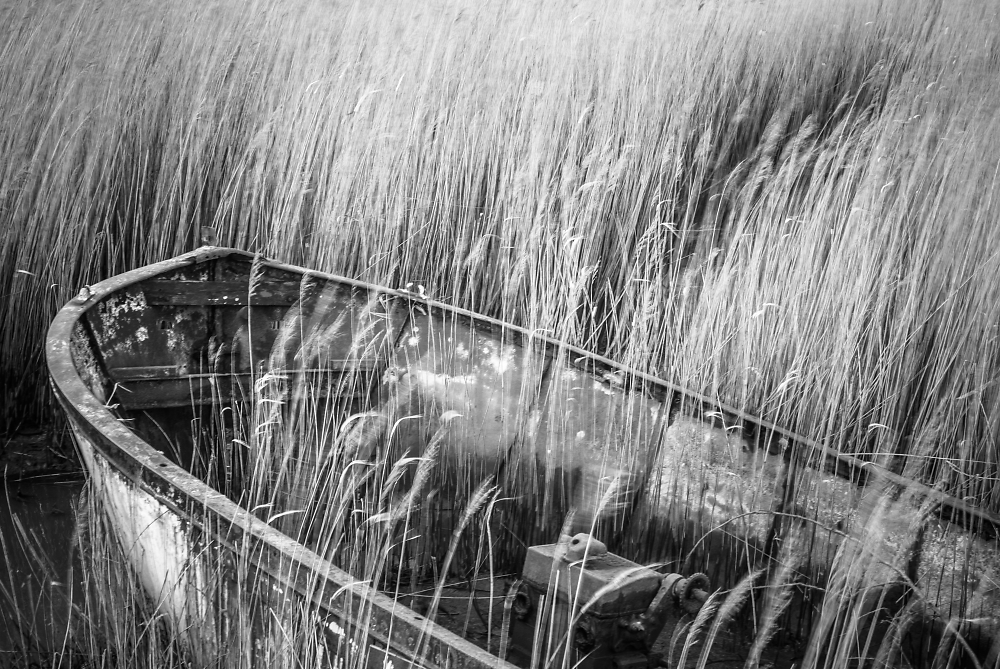 rusty boat and wind-blown reeds