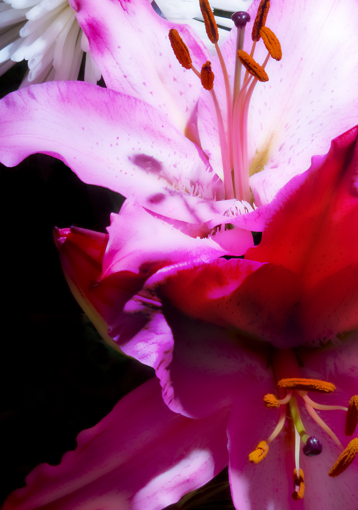 Valentine Lily