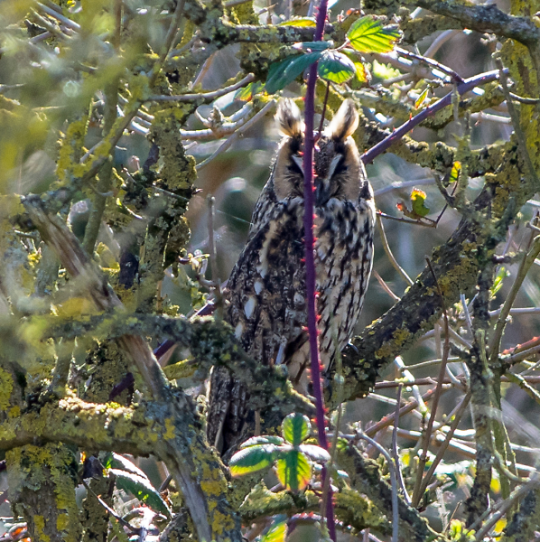 A Bramble Branch and Long Eared Owl