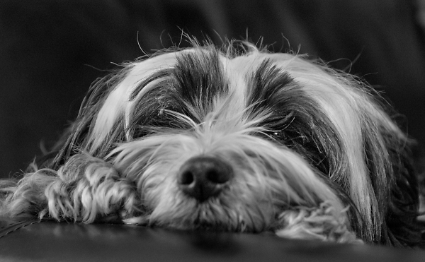 A Conversation With A Dog