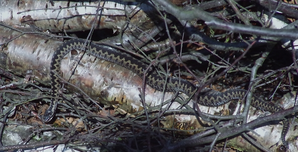 Adder